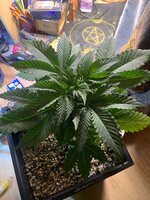 IMG_9071.jpeg