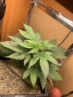 IMG_9070.jpeg
