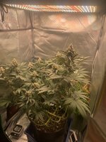 IMG_9050.jpeg