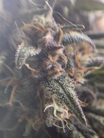 IMG_1419.jpeg