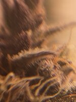 IMG_1417.jpeg