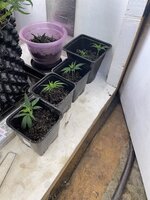 IMG_1437.jpeg