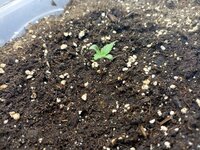 Plant_up.jpg