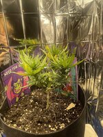 IMG_2762.jpeg