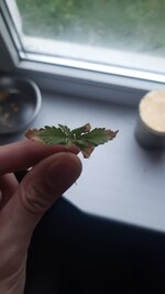 IMG_20251102_132244_459.jpg