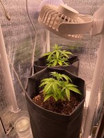 IMG_2176.jpeg