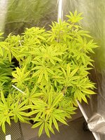 IMG_20251104_090603_805.jpg
