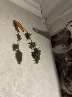 IMG_1503.jpeg