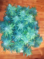IMG_20251107_205440.jpg