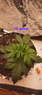 20251104_161321.jpg