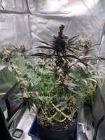 IMG_9161.jpeg