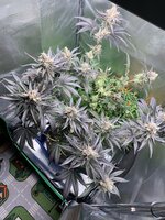 IMG_9168.jpeg