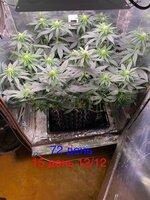 IMG_1542.jpeg