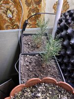 IMG_1549.jpeg