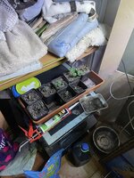 IMG_1550.jpeg
