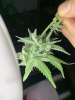 IMG_9043.jpeg