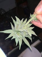 IMG_9044.jpeg