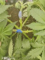 IMG_20251110_123151.jpg