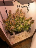 IMG_1567.jpeg