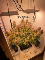 IMG_1574.jpeg