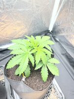 IMG_2159.jpeg