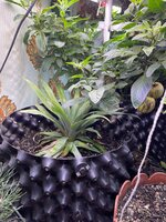 IMG_1601.jpeg
