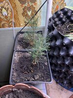 IMG_1602.jpeg