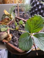 IMG_1603.jpeg