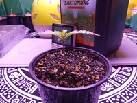 IMG_20251118_040439.jpg