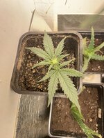 IMG_1656.jpeg