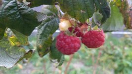 IMG_20251123_160051.jpg
