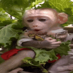 sticker (1)_resized_200x200.gif