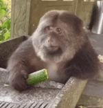 sticker (2)_resized_180x187.gif