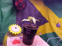 IMG_20251127_081637.jpg