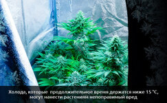 Reakciya-rastenij-konopli-na-holod__E4xTUyUN7MBYZtgk.jpg