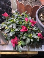 IMG_1771.jpeg