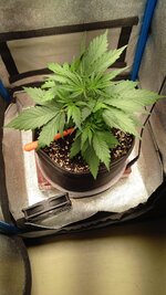IMG_20251130_183216_898.jpg