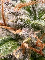 IMG_5791.HEIC.jpg