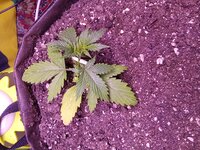 IMG_20251201_081215.jpg