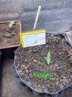 IMG_1779.jpeg