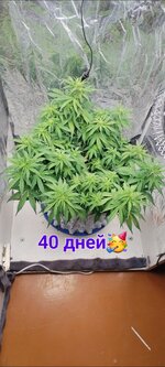 IMG_20251128_173258_928.jpg
