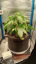 IMG_20251203_105116_934.jpg