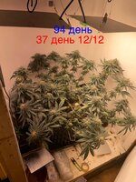 IMG_1798.jpeg