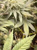 IMG_1810.jpeg