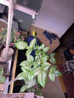 IMG_1832.jpeg