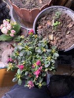 IMG_1829.jpeg