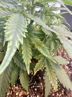 IMG_3241.jpeg
