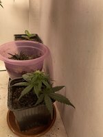 IMG_1849.jpeg