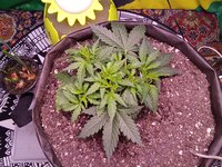 IMG_20251209_061546.jpg
