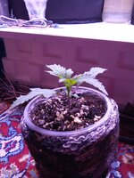 IMG_20250218_072149.jpg